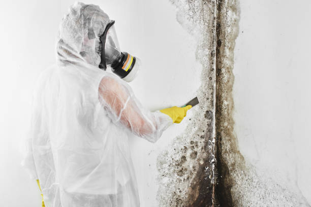 Mold Removal Process in Corrales, NM
