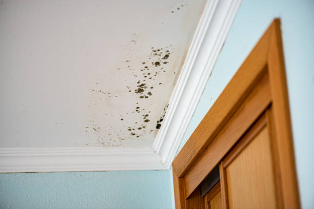 Best Mold Remediation  in Corrales, NM
