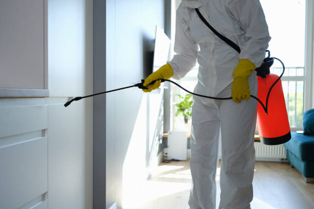 Best Local Mold Removal Service  in Corrales, NM