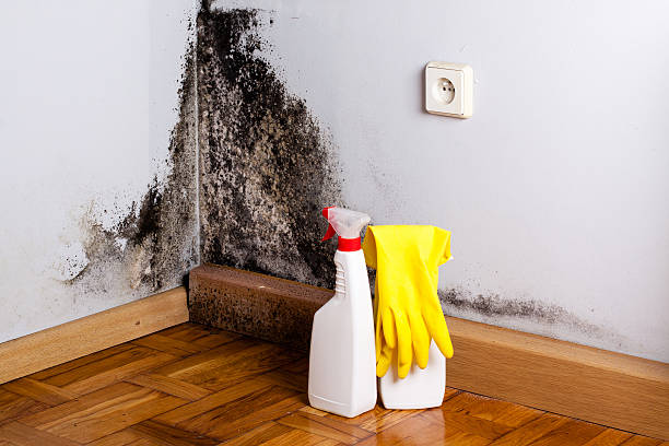 Best Toxic Mold Removal  in Corrales, NM
