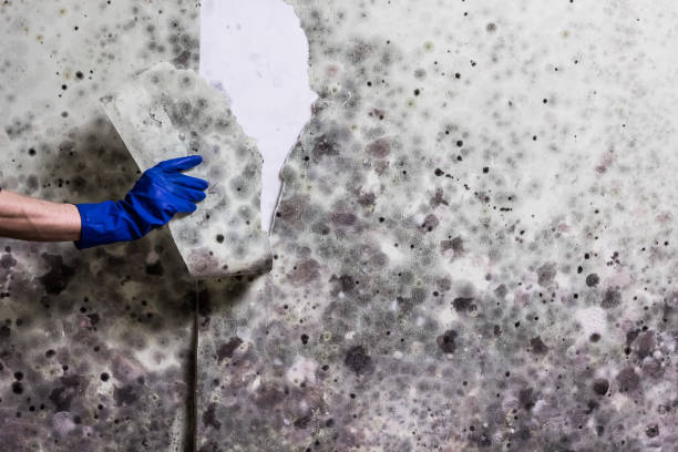 Best Crawl Space Mold Removal  in Corrales, NM
