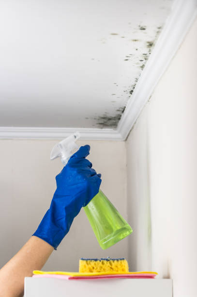 Best Mold Testing  in Corrales, NM