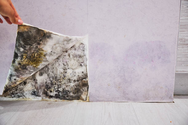 Best Mold Cleaning Services  in Corrales, NM